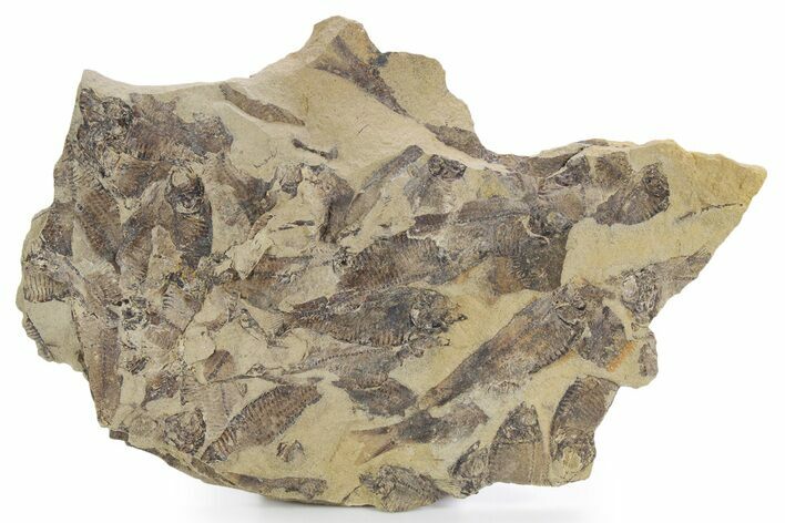 Fossil Fish (Gosiutichthys) Mortality Plate - Wyoming #357175